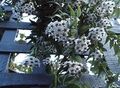 белый Комнатные Цветы Хойя ампельные, Hoya Фото, культивация и описание, характеристика и выращивание