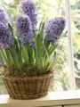 Photo Hyacinth Herbaceous Plant description, characteristics and growing