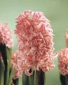 Photo Hyacinth Herbaceous Plant description, characteristics and growing