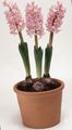 rosa Topfblumen Hyazinthe grasig, Hyacinthus Foto, Anbau und Beschreibung, Merkmale und wächst