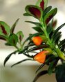 oranžs Iekštelpu ziedi Hypocyrta, Zelta Zivtiņa Augs Foto, audzēšana un apraksts, raksturlielumi un augošs