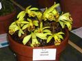 Photo Indian Crocus Herbaceous Plant description, characteristics and growing