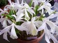 hvid Indendørs Blomster Indian Krokus urteagtige plante, Pleione Foto, dyrkning og beskrivelse, egenskaber og voksende