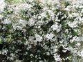 balts Iekštelpu ziedi Jasmīns liāna, Jasminum Foto, audzēšana un apraksts, raksturlielumi un augošs