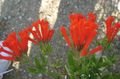 Foto Jasmin Pflanze, Scharlachrot Trumpetilla Sträucher Beschreibung, Merkmale und wächst