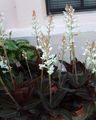 white Indoor Flowers Jewel Orchid herbaceous plant, Ludisia Photo, cultivation and description, characteristics and growing