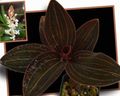 hvítur inni blóm Gimsteinn Orchid herbaceous planta, Ludisia mynd, ræktun og lýsing, einkenni og vaxandi