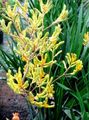 Photo Kangaroo paw Herbaceous Plant description, characteristics and growing