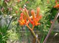 Photo Kangaroo paw Herbaceous Plant description, characteristics and growing