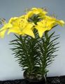 Photo Lilium Herbaceous Plant description, characteristics and growing