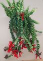 червен Интериорни цветове Червило Растение,  тревисто, Aeschynanthus снимка, отглеждане и описание, характеристики и култивиране