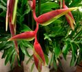 червоний Кімнатні Квіти Геліконія трав'яниста, Heliconia Фото, вирощування і опис, характеристика і зростаючий