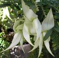 hvid Indendørs Blomster Hummer Klo, Papegøje Næb urteagtige plante, Clianthus Foto, dyrkning og beskrivelse, egenskaber og voksende