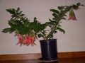 röd Inomhus Blommor Hummer Klo, Papegoja Näbb örtväxter, Clianthus Fil, uppodling och beskrivning, egenskaper och odling