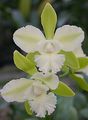 alb Flori de Interior Lycaste planta erbacee fotografie, cultivare și descriere, caracteristici și în creștere