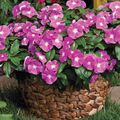 pink Indoor Flowers Madagascar Periwinkle, Vinca shrub, Catharanthus Photo, cultivation and description, characteristics and growing