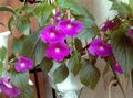 Photo Magic Flower, Nut Orchid Hanging Plant description, characteristics and growing
