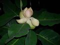 hvítur inni blóm Magnolia tré mynd, ræktun og lýsing, einkenni og vaxandi
