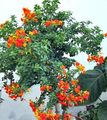 oranžna Sobne Cvetje Marmelada Bush, Oranžna Browallia, Firebush drevesa, Streptosolen fotografija, gojenje in opis, značilnosti in rast