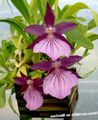 Photo Miltonia Herbaceous Plant description, characteristics and growing