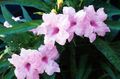 lilac Indoor Flowers Monkey Plant, Red ruellia Photo, cultivation and description, characteristics and growing