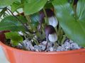 бордовый Комнатные Цветы Аризарум (Мышиные хвостики) травянистые, Arisarum proboscideum Фото, культивация и описание, характеристика и выращивание