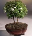 hvit Innendørs Blomster Myrt busk, Myrtus Bilde, dyrking og beskrivelse, kjennetegn og voksende
