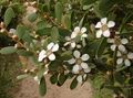 Foto Neuseeland Teebaum Sträucher Beschreibung, Merkmale und wächst