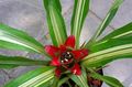 Photo Nidularium Herbaceous Plant description, characteristics and growing