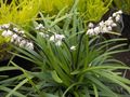 Photo Ophiopogon Herbaceous Plant description, characteristics and growing