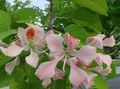 Photo Orchid Tree  description, characteristics and growing