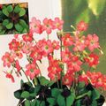 Photo Oxalis Herbaceous Plant description, characteristics and growing