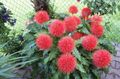 Photo Paint Brush, Blood Lily, Sea Egg, Powder Puff Herbaceous Plant description, characteristics and growing