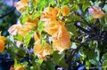 Foto Papierblume Sträucher Beschreibung, Merkmale und wächst