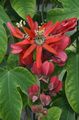 Photo Passion flower Liana description, characteristics and growing