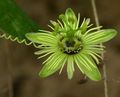 rumena Sobne Cvetje Pasijonke liana, Passiflora fotografija, gojenje in opis, značilnosti in rast