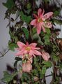 roze Passiebloem liaan, Passiflora foto, teelt en beschrijving, karakteristieken en groeiend