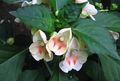 Photo Patience Plant, Balsam, Jewel Weed, Busy Lizzie  description, characteristics and growing