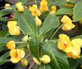 Foto Geduld Pflanze, Balsam, Juwel Unkraut, Busy Lizzie Grasig Beschreibung, Merkmale und wächst