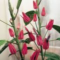 Photo Pavonia Herbaceous Plant description, characteristics and growing