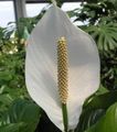 biely Kvetinové Kvety Mier Ľalia trávovitý, Spathiphyllum fotografie, pestovanie a popis, vlastnosti a pestovanie