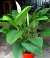 white Indoor Flowers Peace lily herbaceous plant, Spathiphyllum Photo, cultivation and description, characteristics and growing