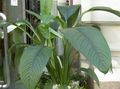 Photo Peace lily Herbaceous Plant description, characteristics and growing