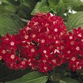Photo Pentas, Star Flower, Star Cluster Herbaceous Plant description, characteristics and growing