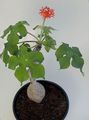 Foto Peregrina, Gicht Pflanze, Guatemaltekische Rhabarber Grasig Beschreibung, Merkmale und wächst