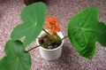 rood Huis Bloemen Peregrina, Jicht Plant, Guatemalaan Rabarber, Jatropha foto, teelt en beschrijving, karakteristieken en groeiend