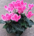 rosa Innendørs Blomster Persian Fiolett urteaktig plante, Cyclamen Bilde, dyrking og beskrivelse, kjennetegn og voksende