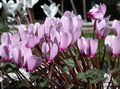 Foto Persian Violet Grasig Beschreibung, Merkmale und wächst