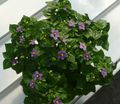 Photo Persian Violet Herbaceous Plant description, characteristics and growing