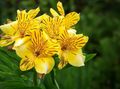 Photo Peruvian Lily Herbaceous Plant description, characteristics and growing